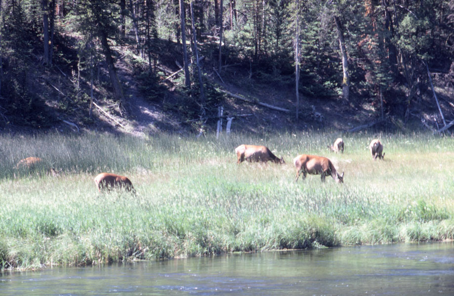 Elk, Yellowstone | openEQUELLA