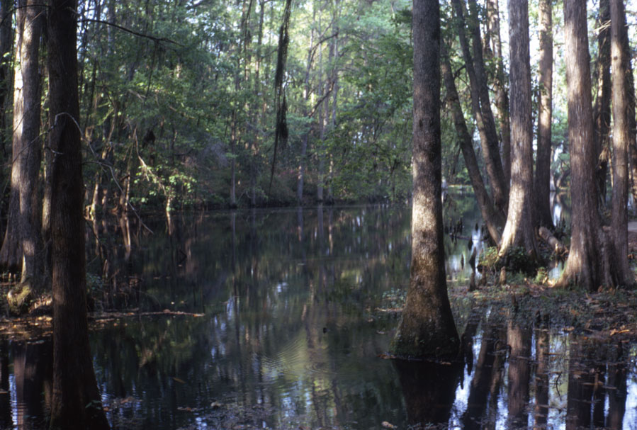 Cypress lake. Middleton. SC | openEQUELLA