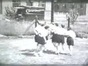 1946 dancing.wmv