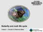 Handout_Butterfly life cycle.pdf